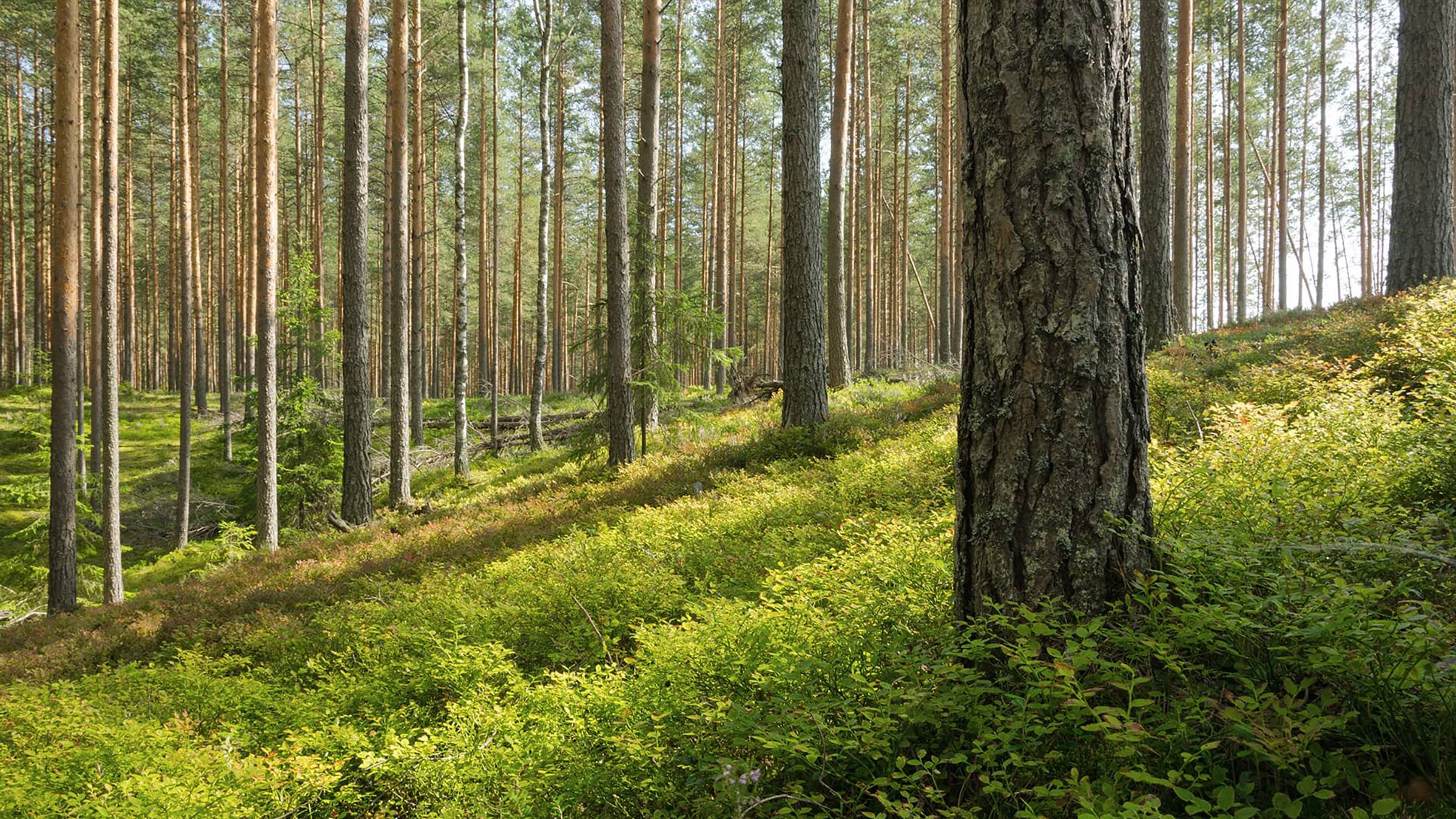 Puhdas suomalainen mäntymetsä, josta saadaan laadukasta hirsiainesta hirsitaloihin.